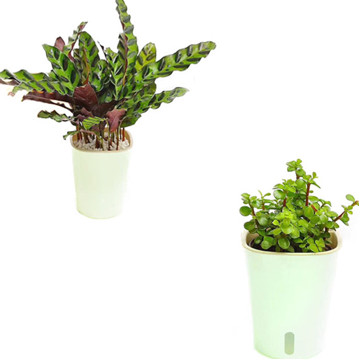 CHẬU TỰ DƯỠNG,TỰ ĐỘNG TƯỚI NƯỚC TRỤ VUÔNG ĐỂ BÀN,TRANG TRÍ NHÀ CỬA 23cm - shop vật tư nông nghiệp