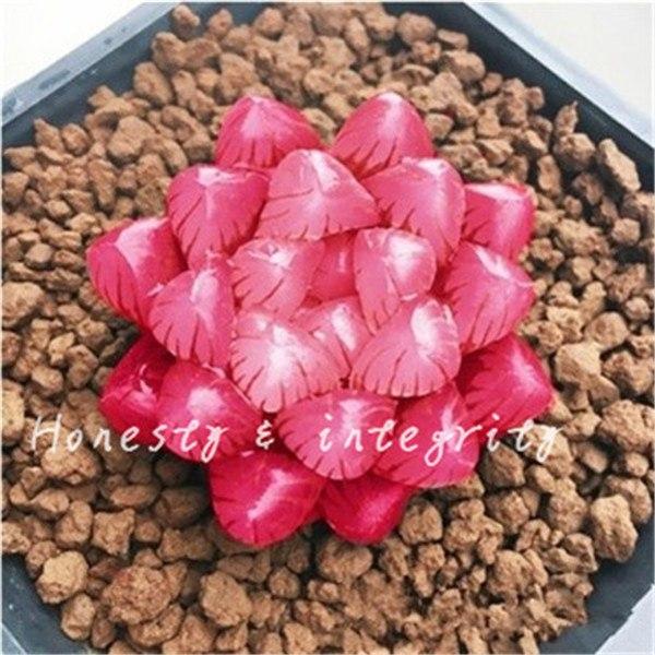 [ SP Mới Về] - Hạt giống sen đá kim cương mix  chất lượng cao - Tặng kích mầm & Tài liệu hướng dẫn gieo trồng