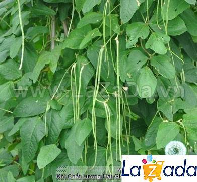 20Gr Hạt Giống Đậu Đũa Bụi (A5.304| G2*W23)