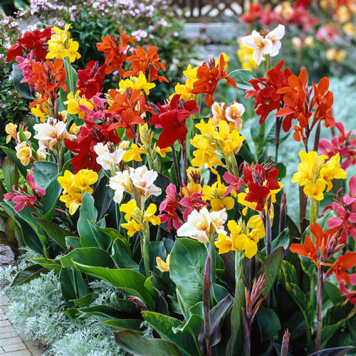 Hạt giống hoa Chuối Cảnh Mix Hà Lan PSV146 | Phởms Market