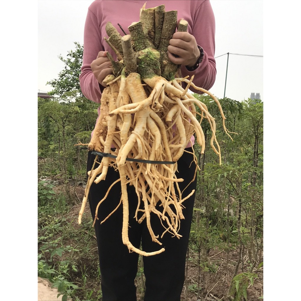 Củ Đinh Lăng 3kg (3kg/ 1 củ)