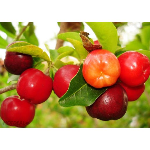 Cây giống sơ ri thái ngọt, siêu trái_trung tâm cây giống eakmat tây nguyên