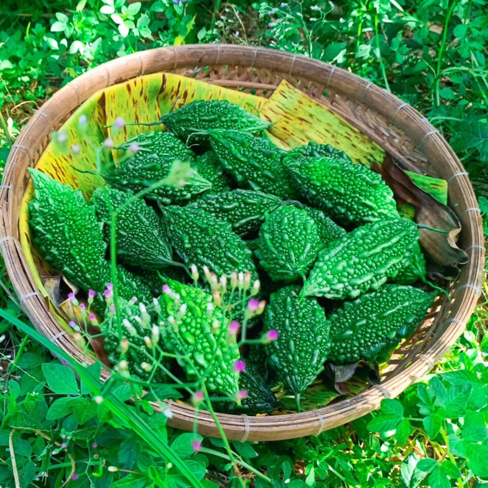 HẠT GIỐNG KHỔ QUA RỪNG GÓI 10H - HẠT GIỐNG TRANG NÔNG