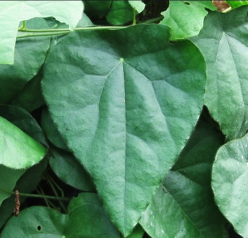 Hạt giống sương sâm lông tặng kích mầm và hướng dẫn