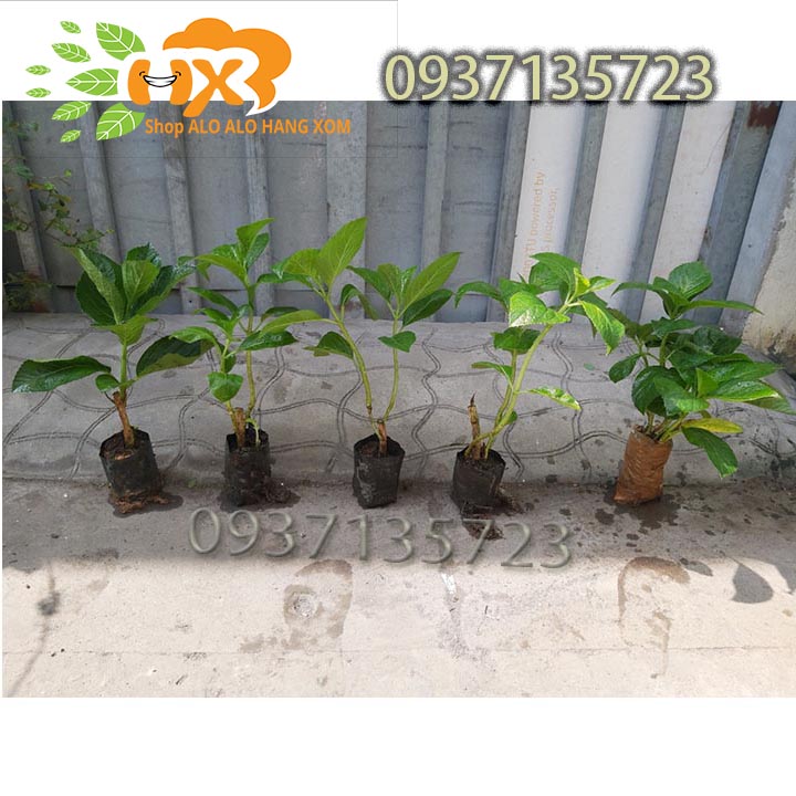 Combo 5 cây cẩm tú cầu cây giống