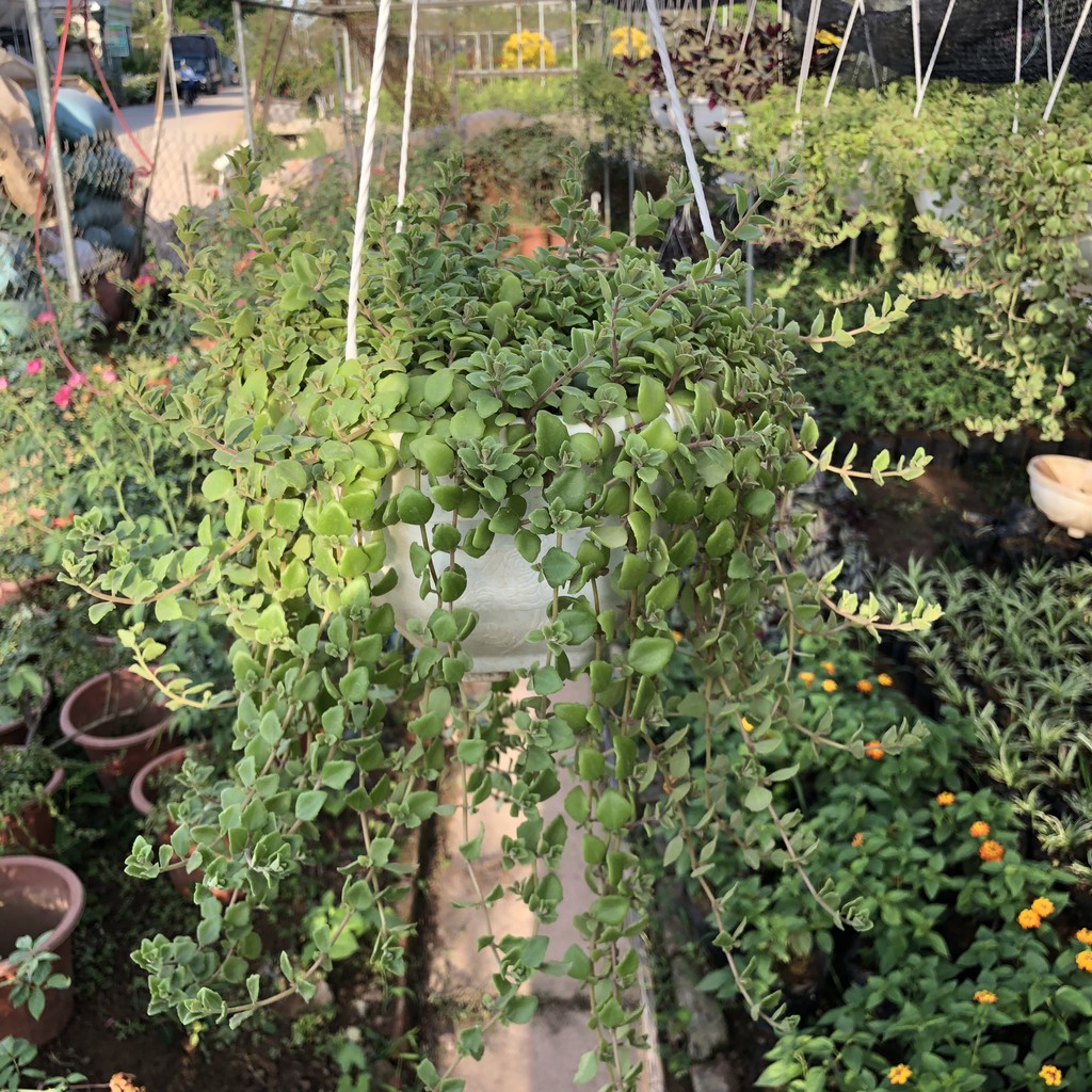 CÂY VẢY RỒNG RỦ TRỒNG CHẬU TRẮNG NHIỀU NGỌN SUM SUÊ LÁ ĐẸP THÍCH HỢP LÀM CÂY TREO BAN CÔNG