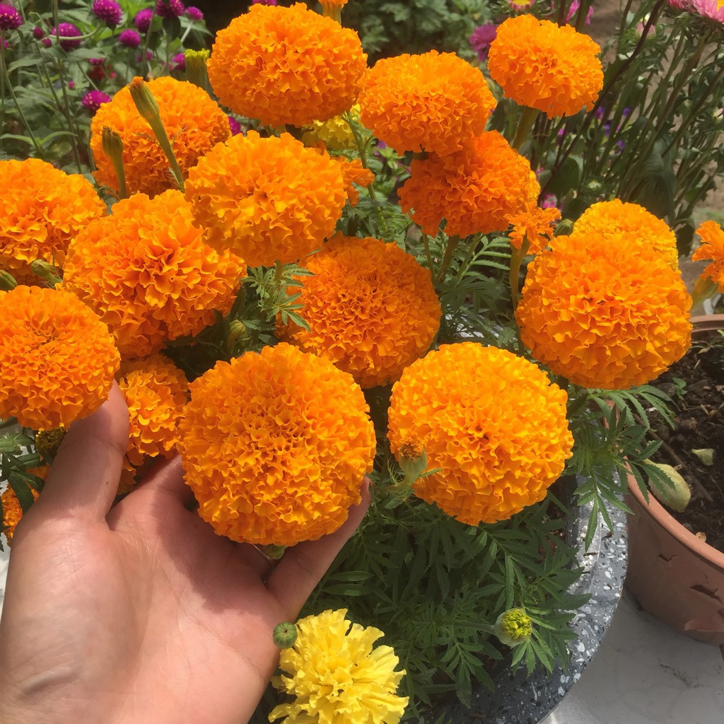 Cúc vạn thọ - nguyên chậu đang nụ và hoa siêu đẹp