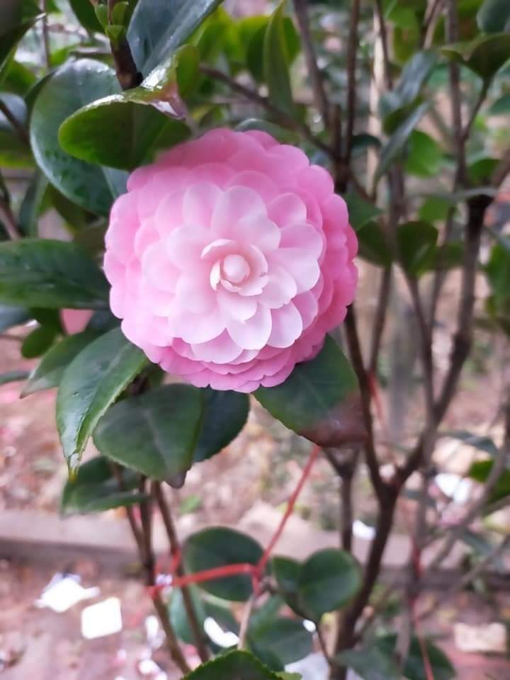 Trà My Cổ 🌸FREESHIP🌸 BẠCH TRÀ - CUNG ĐÌNH HỒNG - THÂM BÁT DIỆN  [ Cây Giống  ]