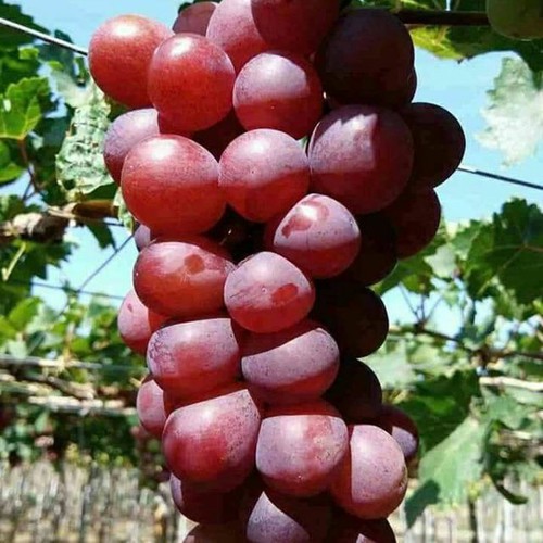 Hạt giống Nho Pháp