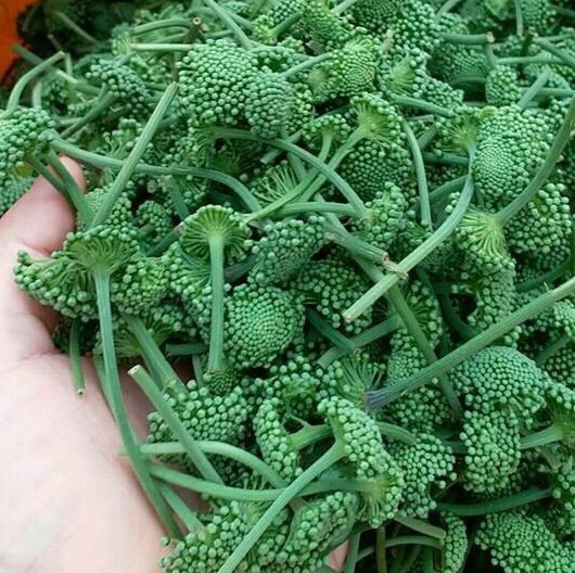 Nụ hoa tam thất bao tử khô 500g dạng tấm