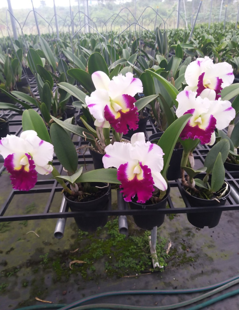 CATTLEYA chậu trưởng thành chưa nụ