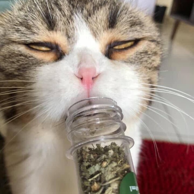 Cỏ bạc hà catnip Small Leopard cho mèo (45ml), kích thích hưng phấn, làm mèo thấy thư giãn, dễ chịu, giảm căng thẳng