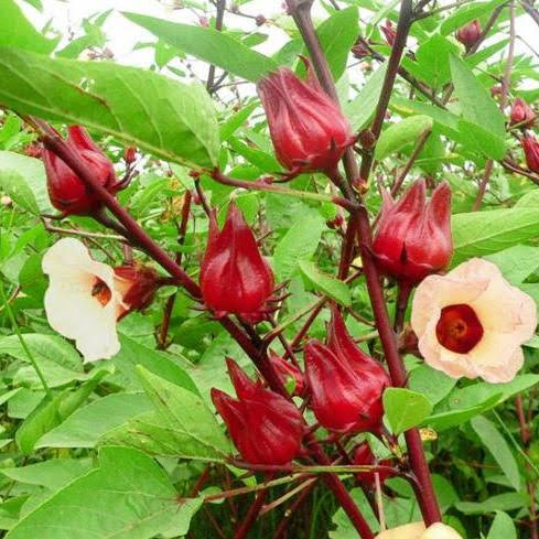 Hạt Giống Hoa Atiso - 2gr