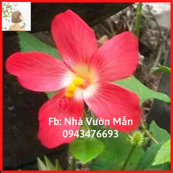 50 hạt giống sâm bố chính
