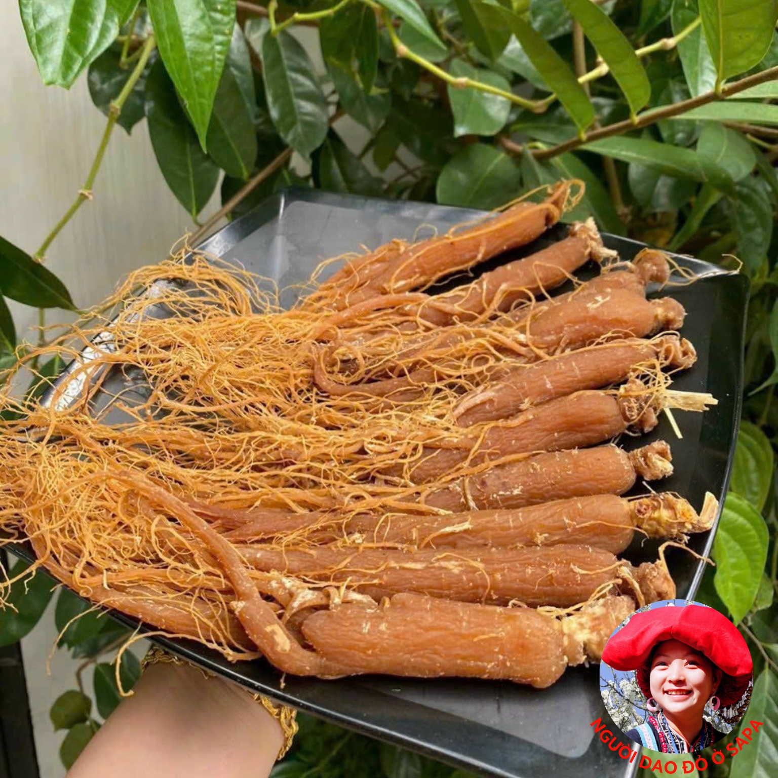 Hồng sâm Hàn Quốc sấy dẻo nguyên củ thượng hạng được sấy dẻo từ nhân sâm già nhiều năm tuổi cho bé, cho người lớn, cho người già