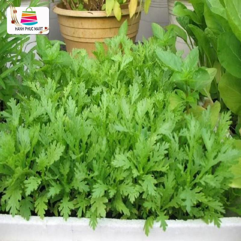 [HCM]Hạt giống Tần ô lá Tròn (Cúc Nếp)- PhuNongSeeds
