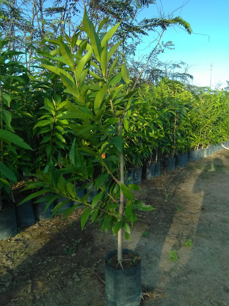 Cây Vối - thân lớn, cắt ngọn,  cao 1m,