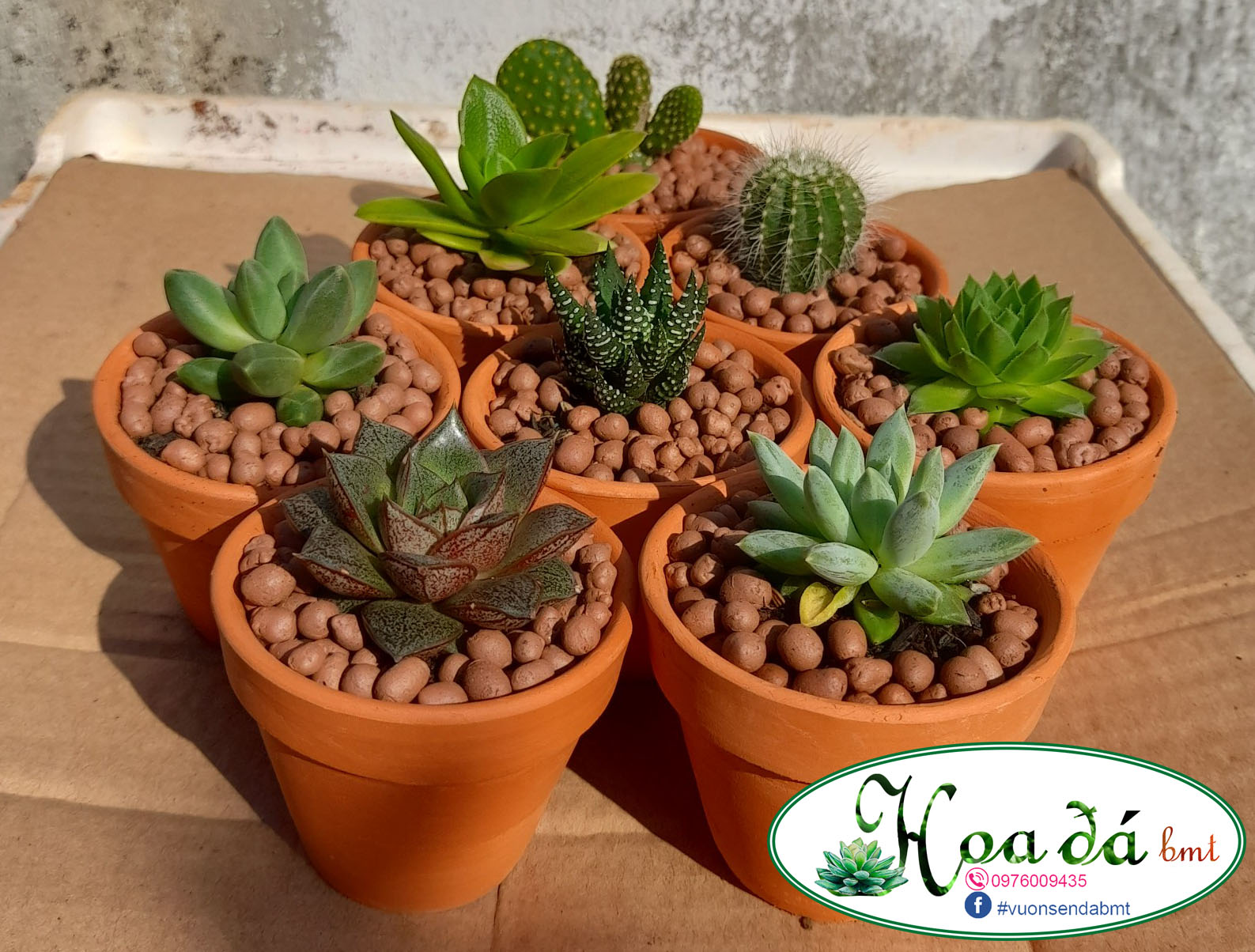 Combo chậu nung nhỏ 7x6x4cm và sen đá/ xương rồng nhỏ ngẫu nhiên Hoa Đá BMT