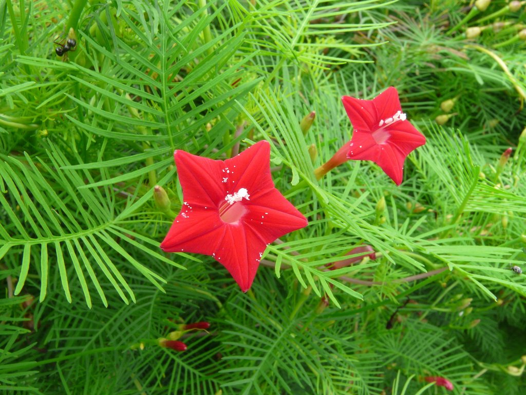 Hạt giống cỏ tóc tiên dây leo