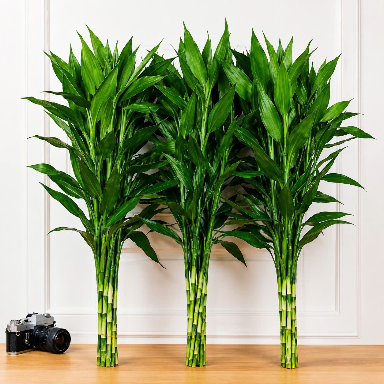 Combo 5 cành Trường Sinh Phát Tài (Dracaena sanderiana) – Cây Cắm Bình Phong Thủy