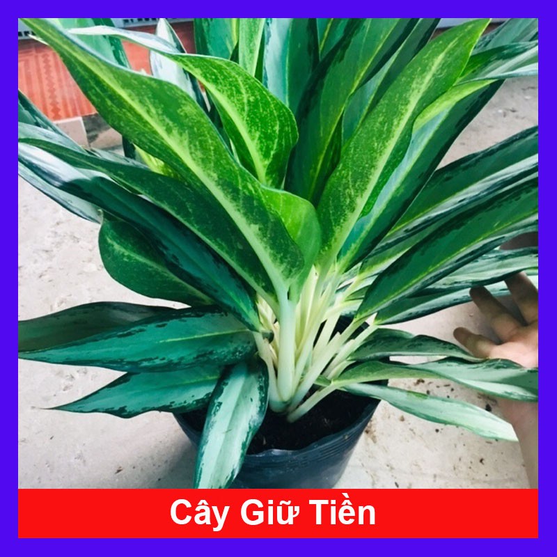 Cây Giữ Tiền - Cây cảnh phong thủy trang trí - cây cảnh mini - cây cảnh để bàn - caykiengsadec