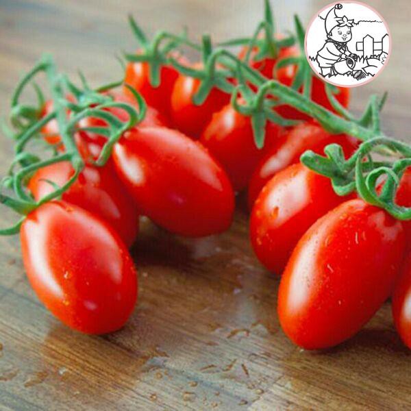 Hạt cà chua bi cherry đỏ f1 - gói 0,1 gram