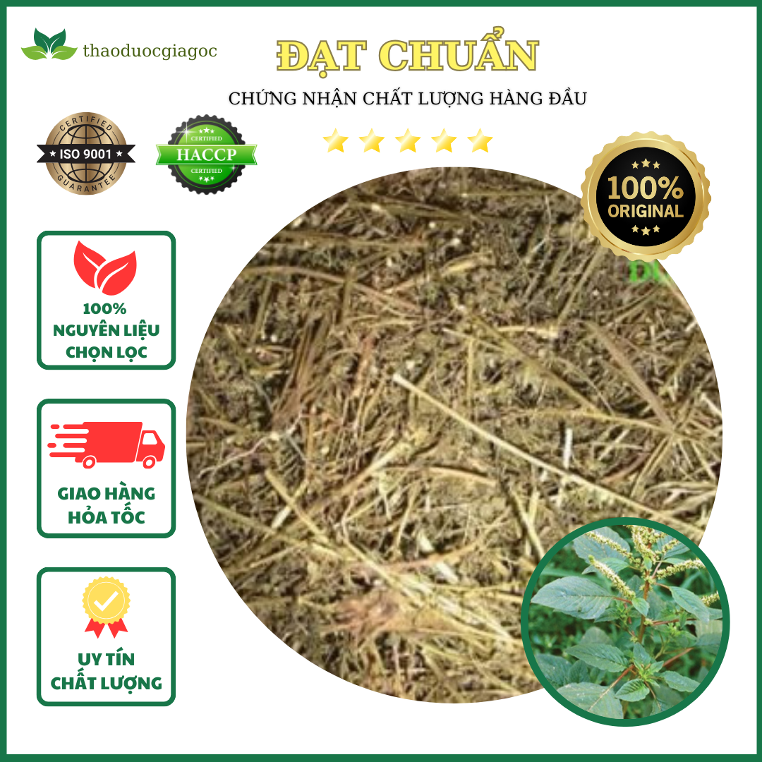500gr cây dền gai khô