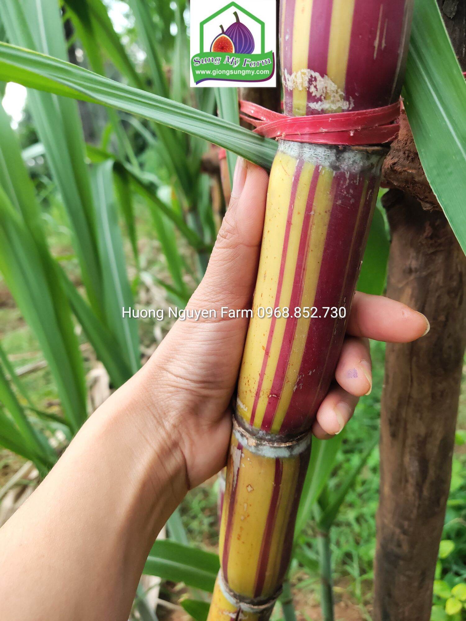 Cành giống mía sọc kẹo hawai 40-50 cm