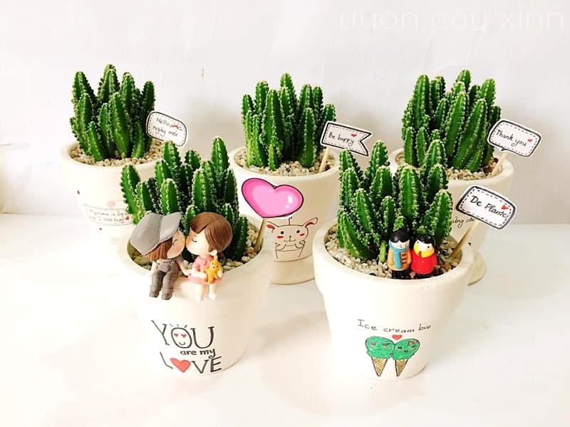 [HCM]XƯƠNG RỒNG THANH SƠN- XƯƠNG RỒNG NÚI XANH