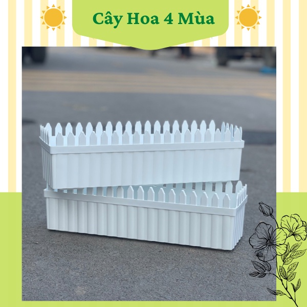 Chậu nhựa trồng cây hàng rào tre đủ size cực xinh COMBO 05 chậu