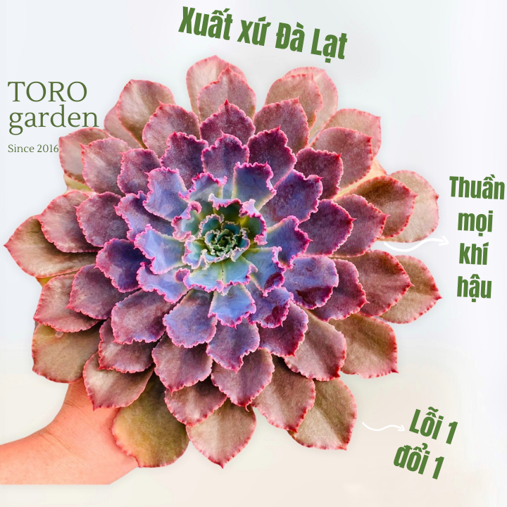 Sen đá bắp cải aurora purple khổng lồ 13-15cm || hư 1 đổi 1 siêu cute