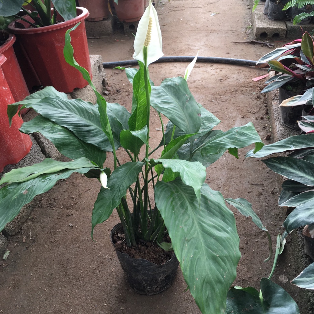 Cây lan ý trồng sẵn bầu đất ổn định,bụi xum thích hợp trồng cảnh quan,sân vườn