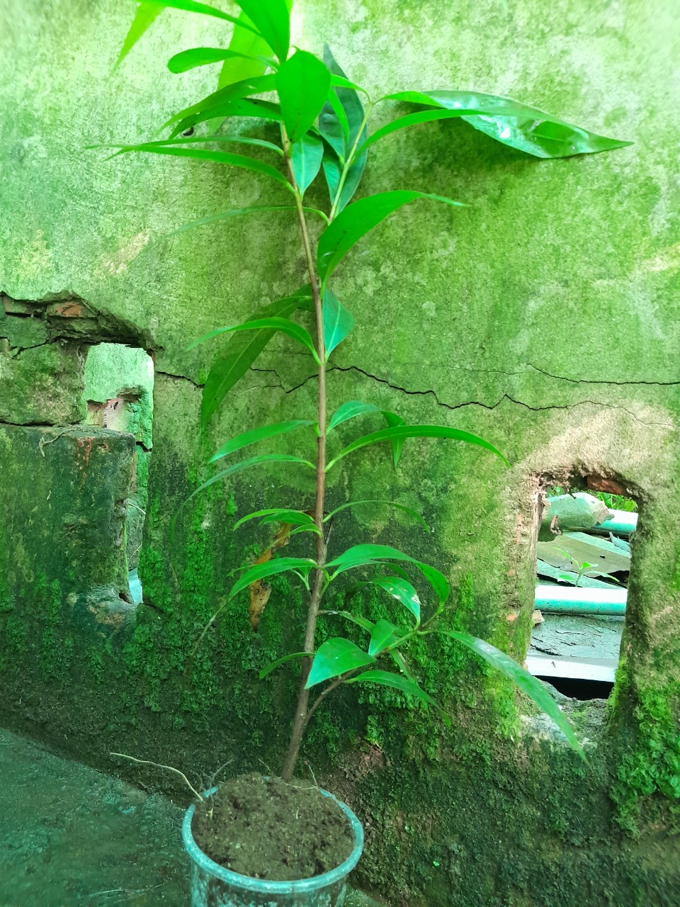 Cây Mận Lý Thơm Giống, chậu cây cao 15cm