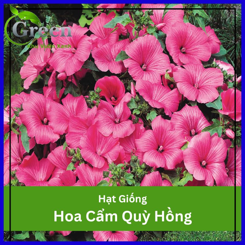 Hạt Giống Hoa Cẩm Quỳ Màu Hồng