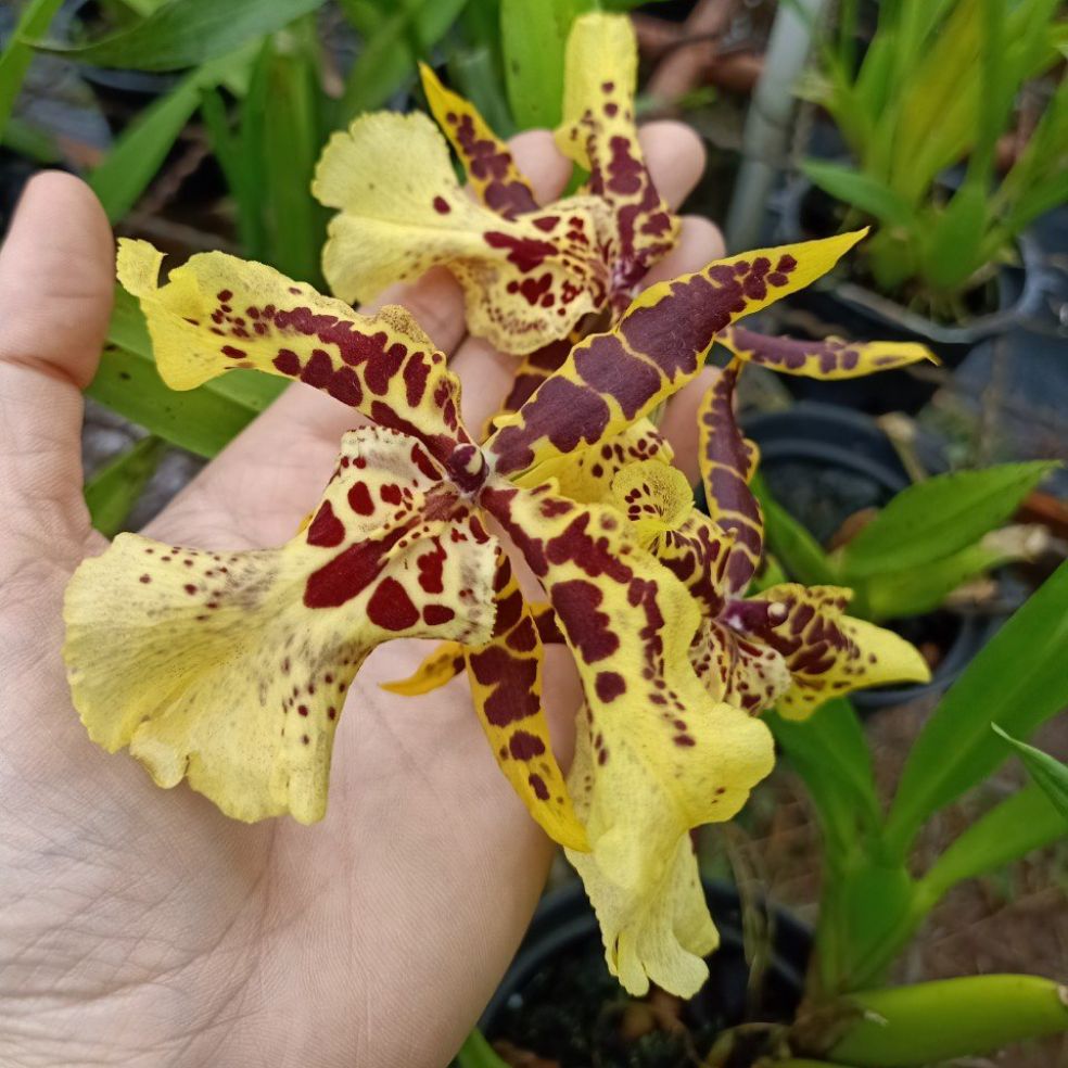 hoa lan: VŨ NỮ LAI FL chậu trưởng thành sắp hoa