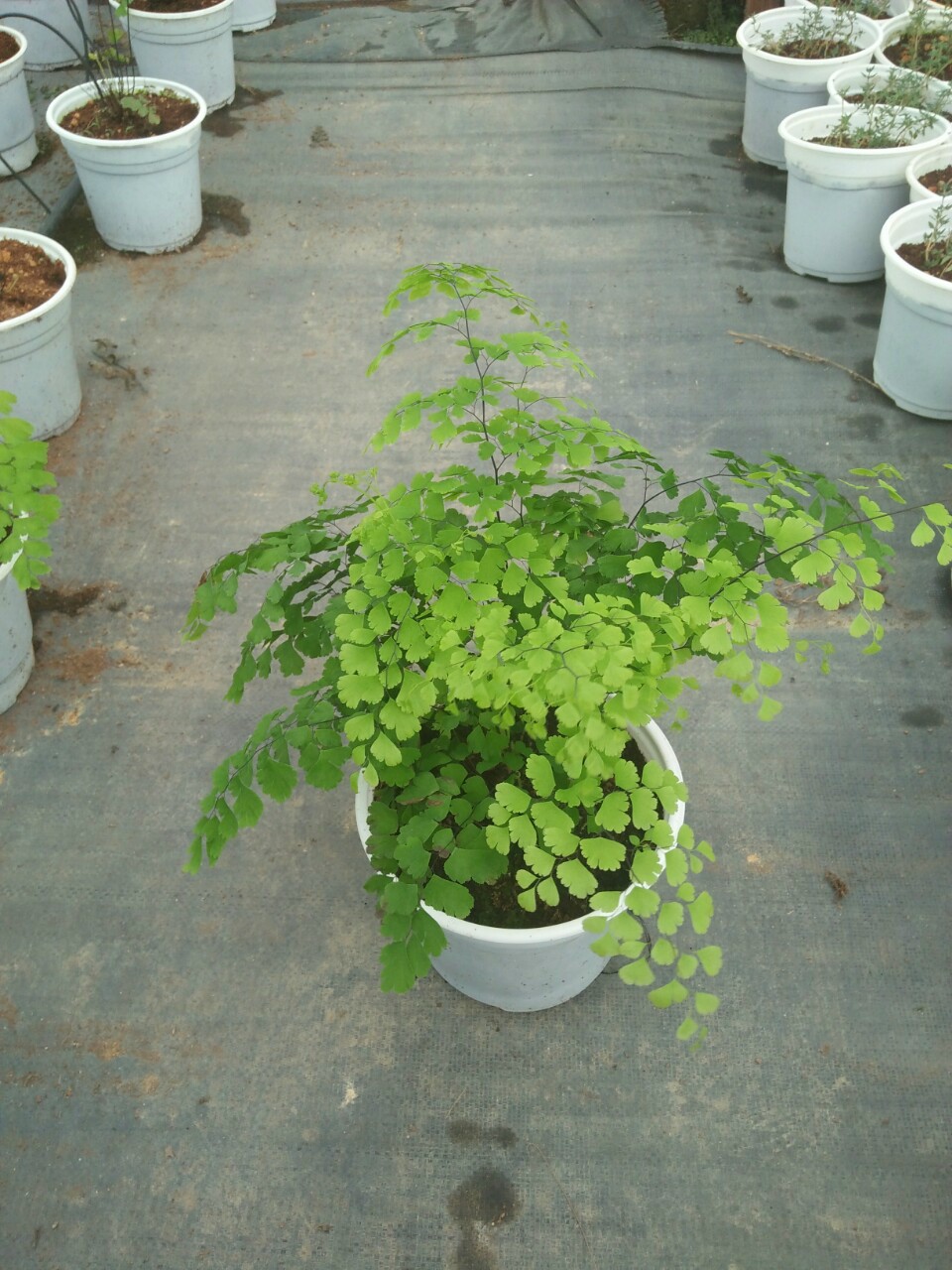 Dương xỉ Tóc Thần - Adiantum Raddianum - Maiden Hair Fern , chậu lớn