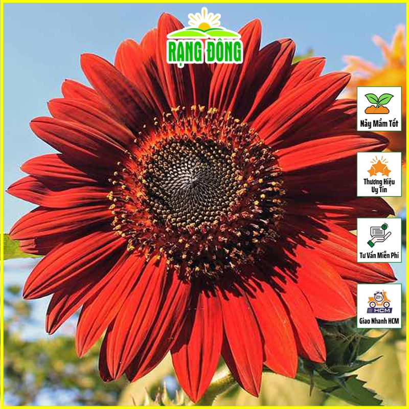 Hạt Giống Hoa Hướng Dương Đỏ Dễ Chăm Sóc, Trồng Quanh Năm - Hạt Giống Rạng Đông
