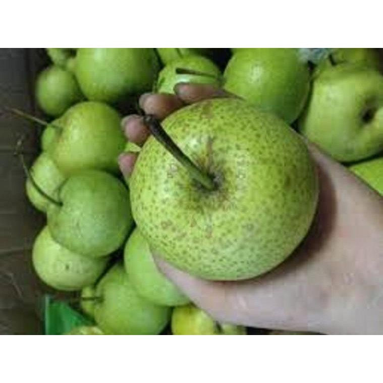 cây giống Lê xanh VH6 - chuẩn hàng F1