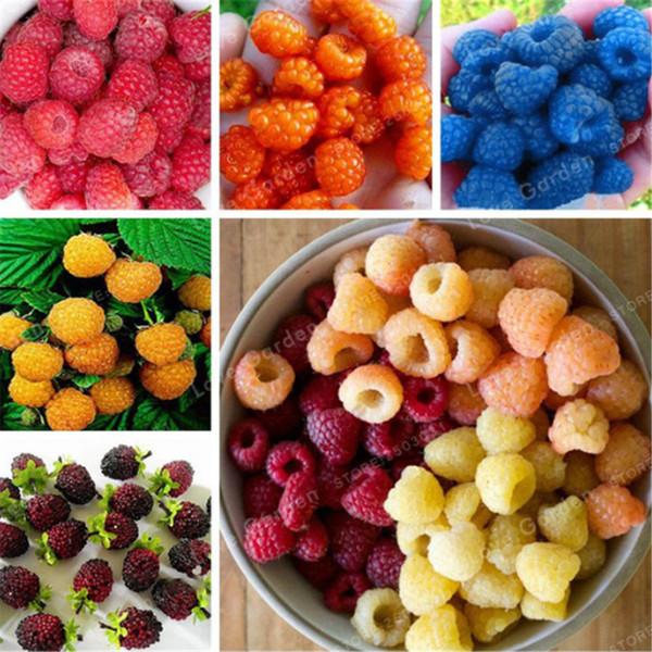 Hạt giống mâm xôi mix giá rẻ