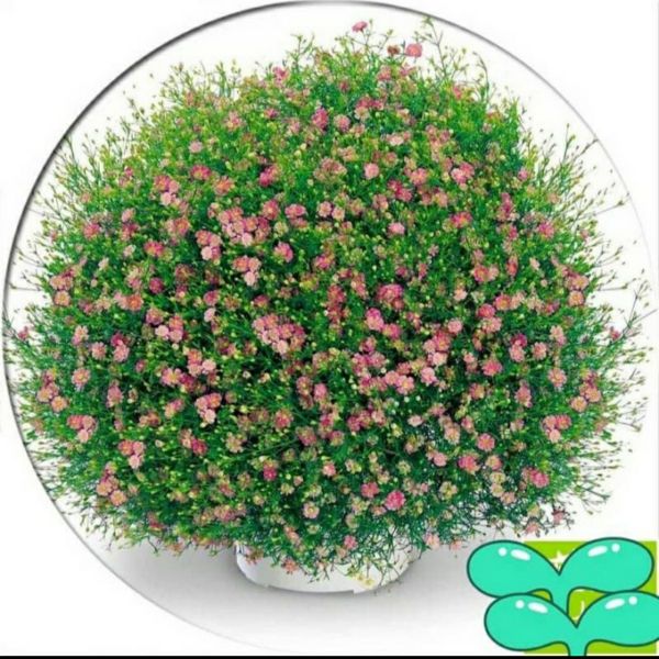 Gói 50 Hạt Giống Hoa Lưu Ly Hồng