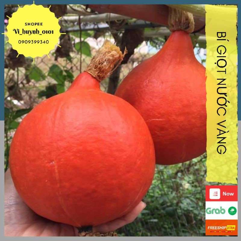 [HCM][Ảnh Thật] Hạt Giống Bí Giọt NướC VàNg Ngon Ngọt Thơm Lừng Giống Nhập Mỹ Johnny Seeds Dạng Dây Leo Dễ Trồng