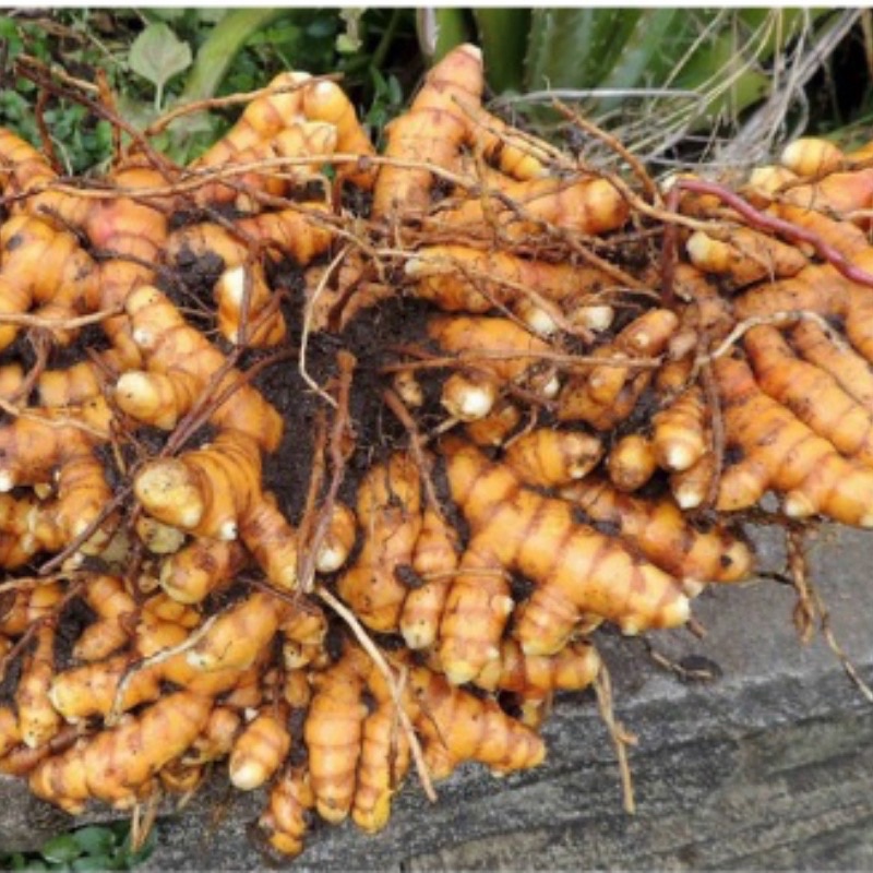 1Kg Củ nghệ tươi, nghệ nếp làm tinh bột