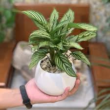 Chậu Cây Đuôi Công xanh sọc trắng để bàn (cả chậu sứ)