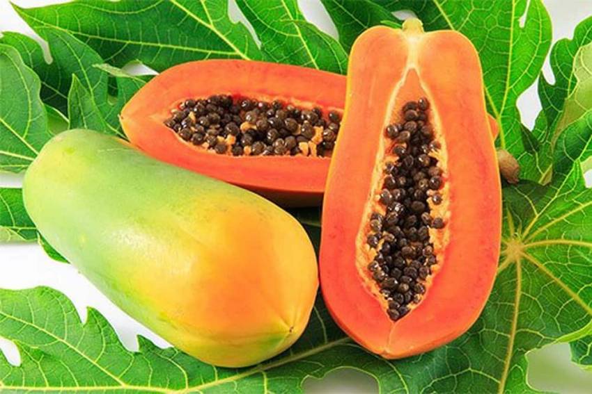 túi 5 hạt đu đủ ruột đỏ ăn ngọt trồng quanh năm