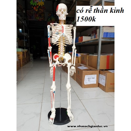 [HCM]Mô hình xương người cao 85cm có rễ thần kinh từ cột sống