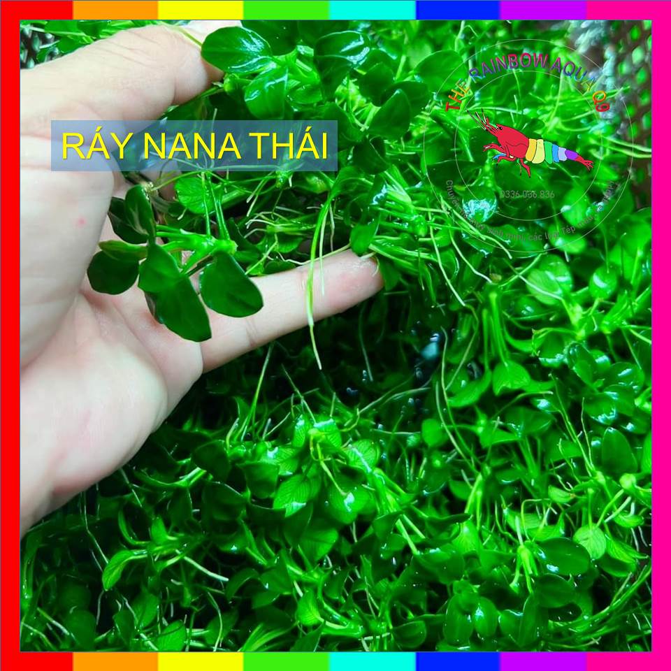 Ráy Nana Petite thái full lá nước, form lá nhỏ đẹp