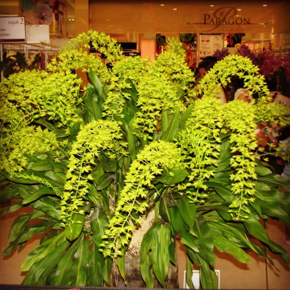 Lan vũ nữ hoàng hậu xanh, cây trung xanh mướt, thân rễ đang phát mạnh.