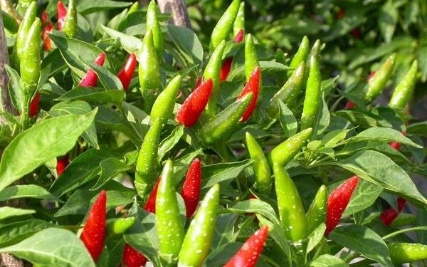 Ớt chỉ thiên f1 siêu cay