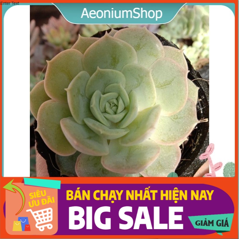 Sen đá ngọc bích size trung, xuất xứ đà lạt, lỗi 1 đổi 1 💪