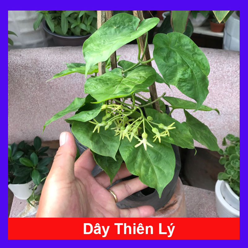 Cây Thiên Lý ( siêu hoa, thơm nứt mũi ) - Cây cảnh sân vườn